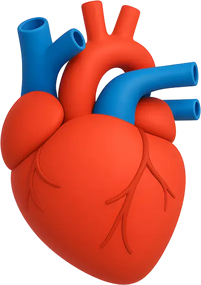 Cardiology